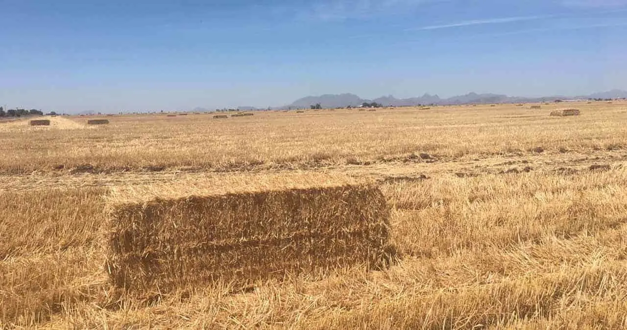 Aprovechan ganaderos gavilla de trigo