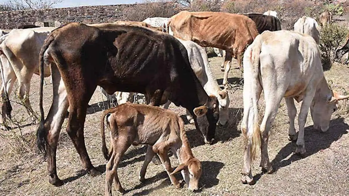 Sequía podría acabar con el 50% del ganado