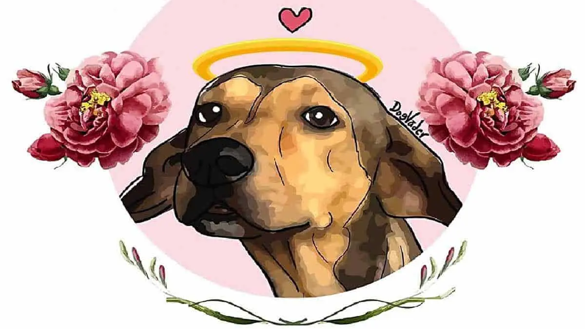 Queda en libertad el asesino del perrito Rodolfo Corazón en Los Mochis