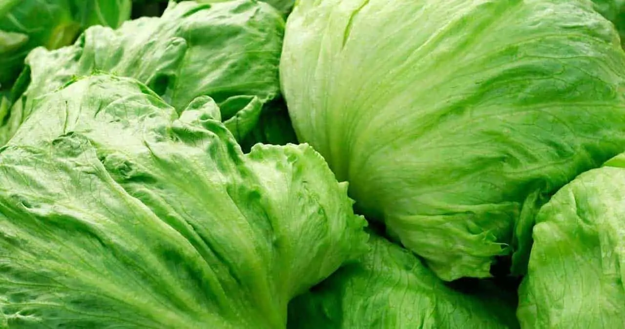 Al alza, producción de lechuga mexicana