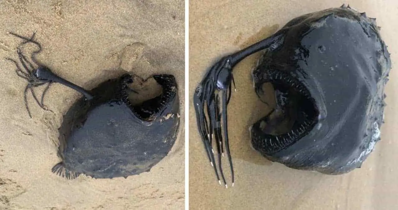 Localizan extraño pez de las profundidades en la playa