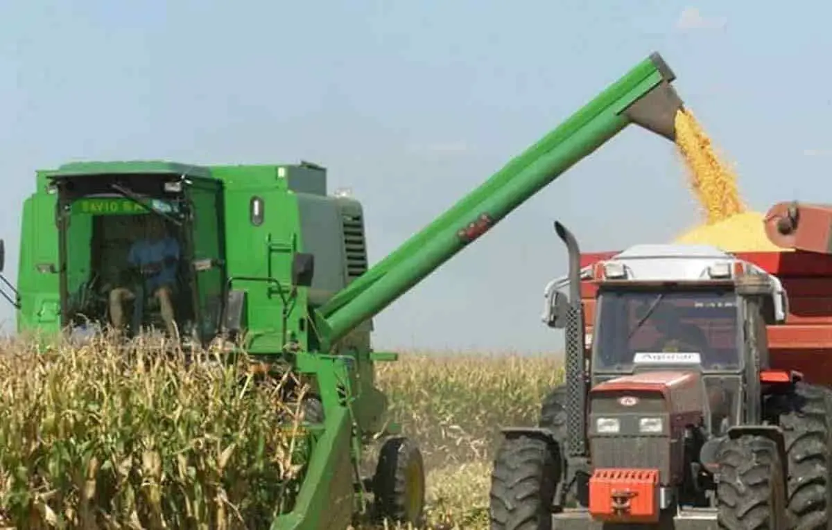 Se mantiene rendimiento en trigo