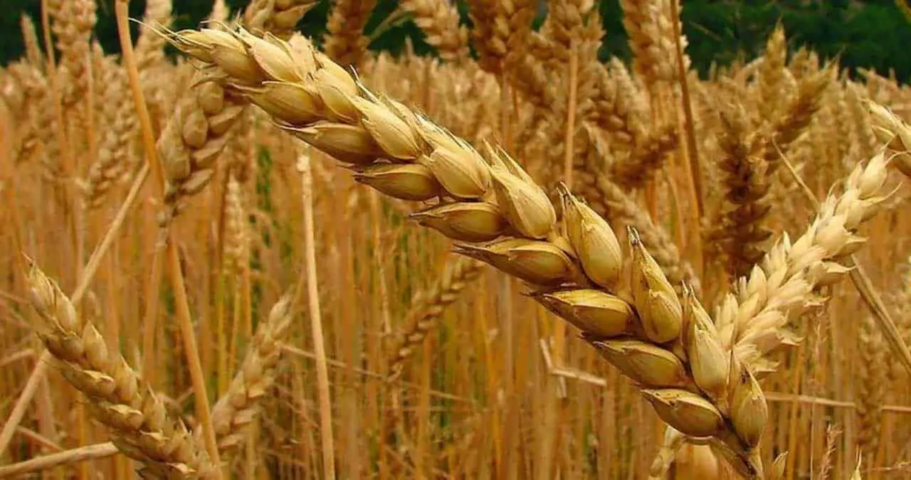 Avanza agricultura sustentable