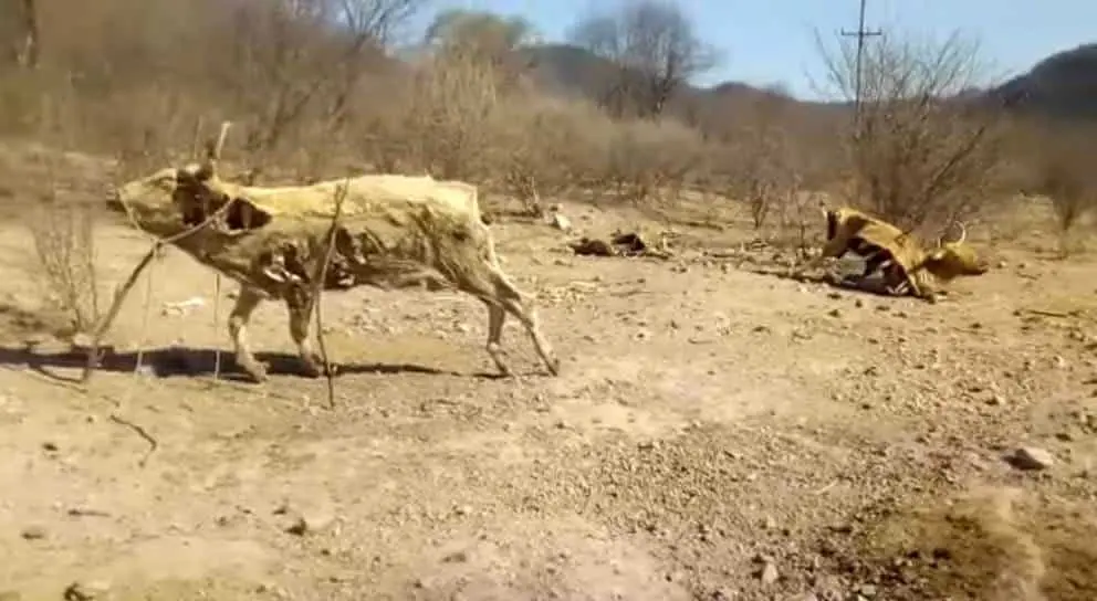 Muere el ganado de sed y hambre