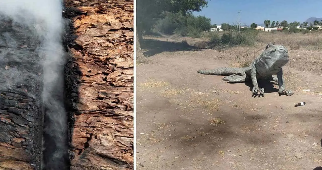 Prenden fuego a iguana de Cócorit
