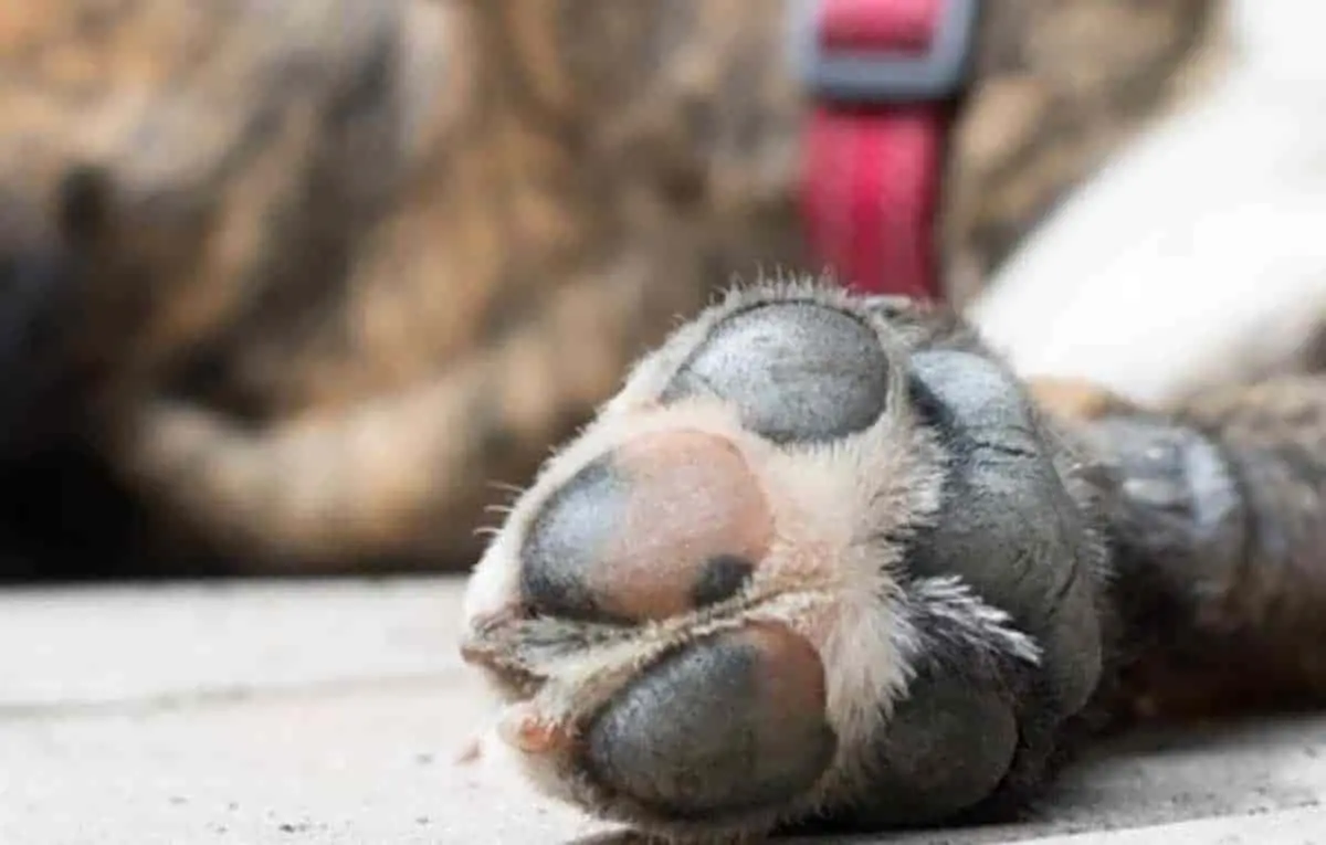 Buscan a envenena perros en Sonora