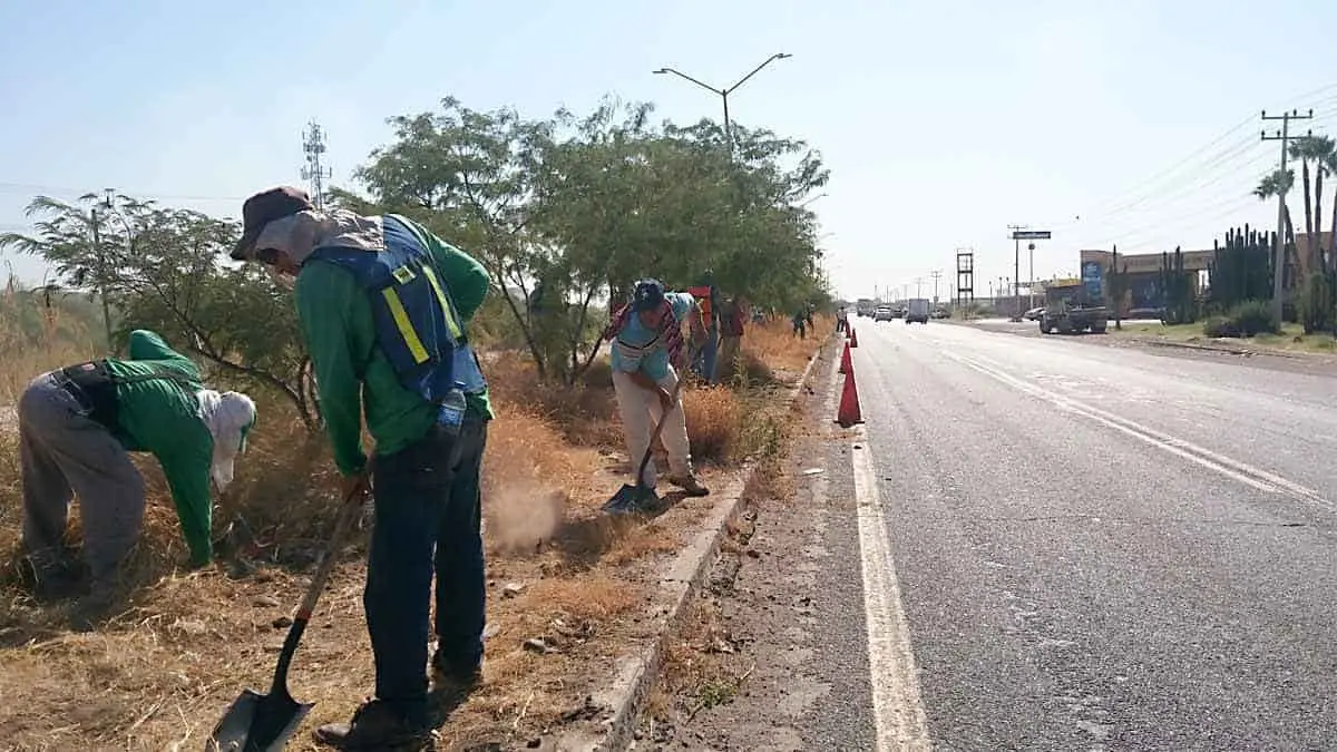Con miles de árboles buscan enverdecer a Cajeme
