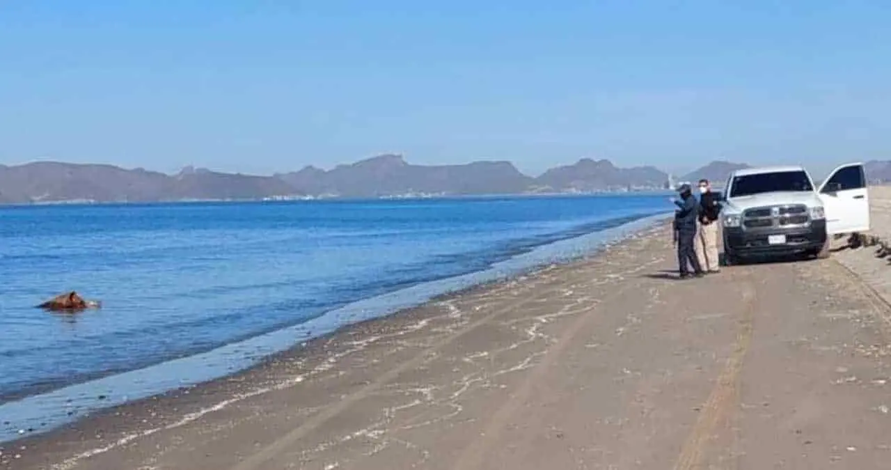 Vuelven a hallar cuerpos flotando en aguas del Cochórit
