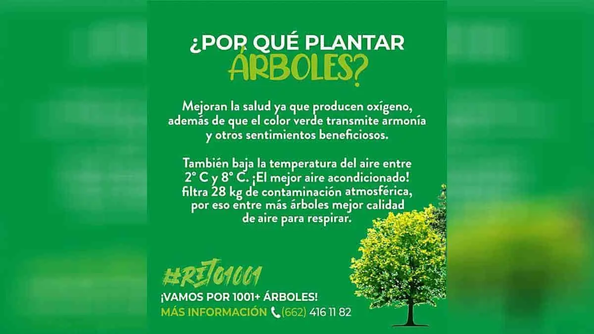 Plantarán árboles en Hermosillo