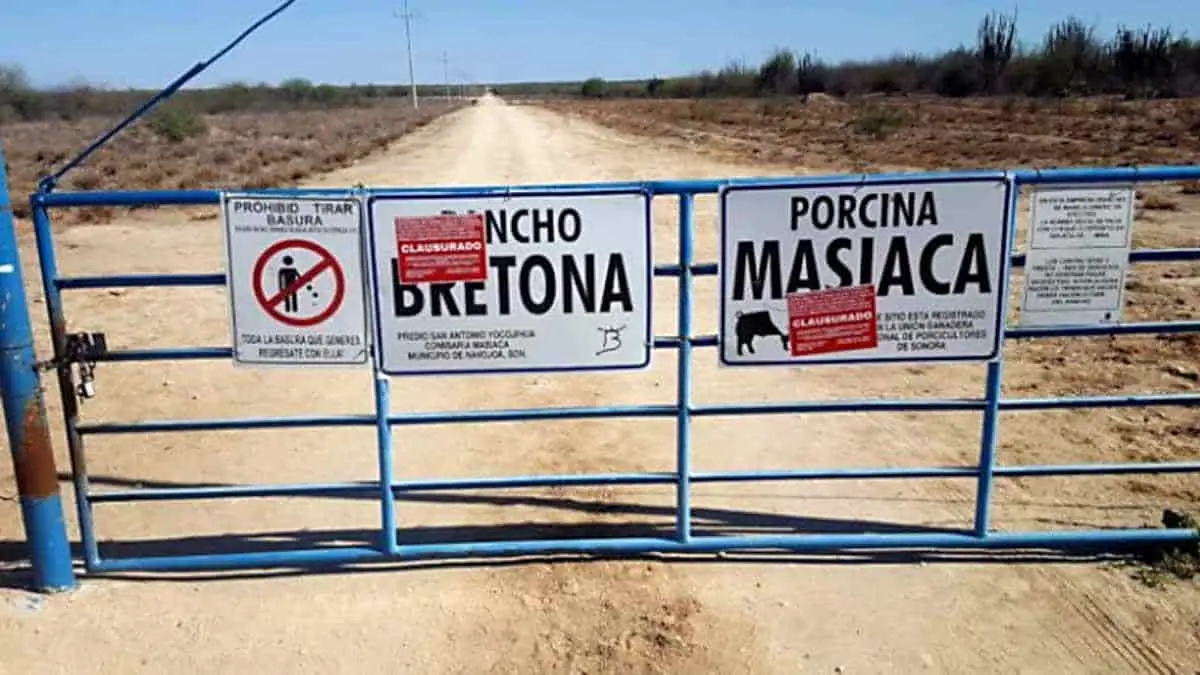 Clausuran rancho y granja porcina en Masiaca