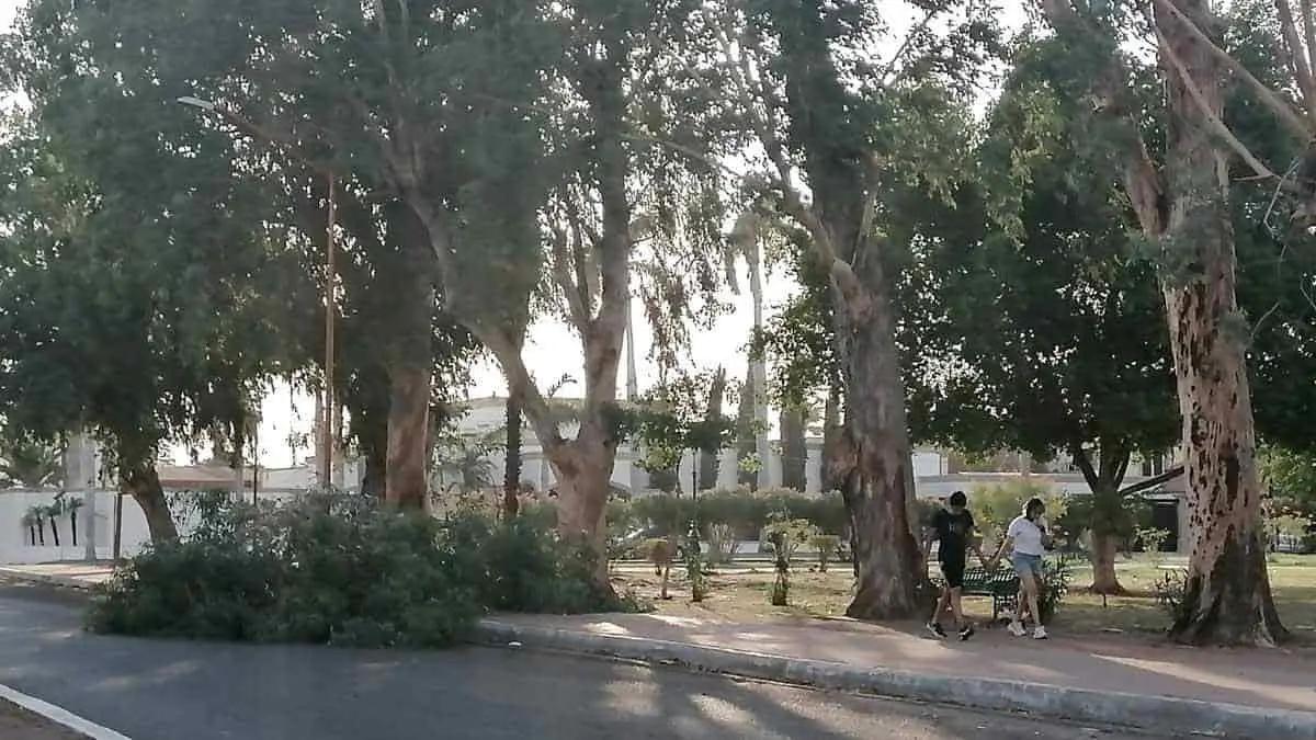 Revisarán estado de árboles del parque Los Pioneros