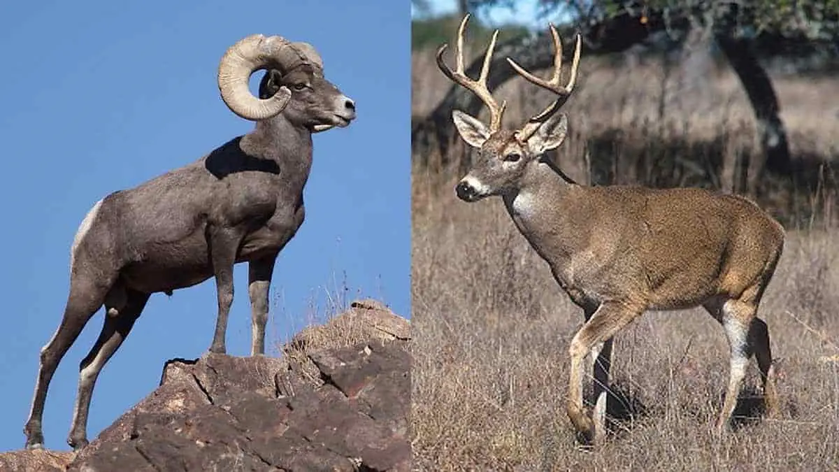 Aseguran cuernos de borrego cimarrón y venado en Hermosillo
