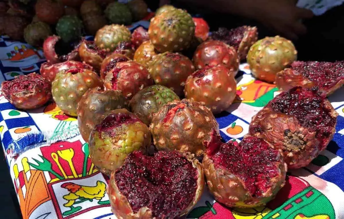 Comienza la venta pitaya en Ciudad Obregón