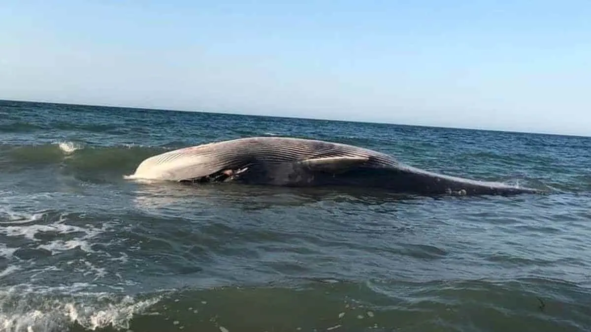 Ballena muerta no es la misma que fue rescatada en Puerto Peñasco