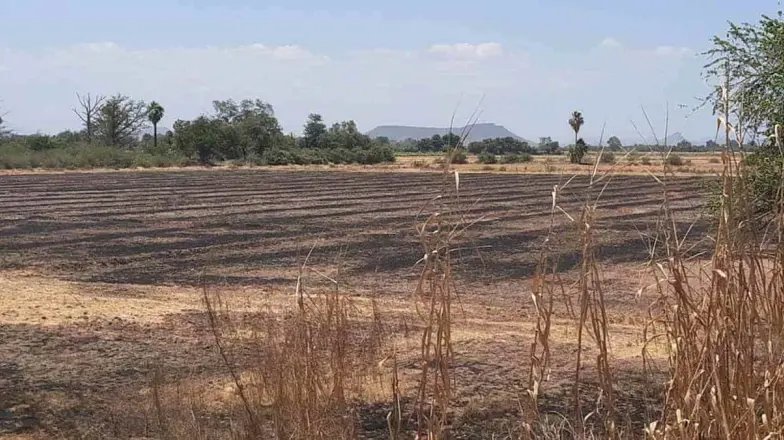 Quema de gavilla, la deuda histórica de los agricultores Quema de gavilla, la deuda histórica de los agricultores
