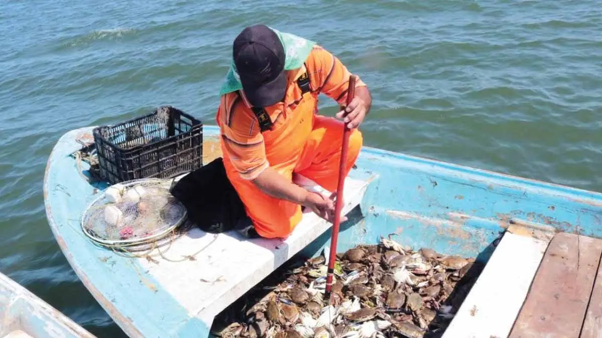 Reactivan pesca