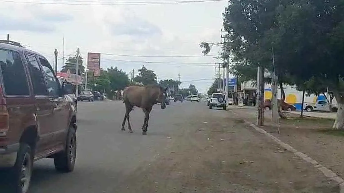 Caballos se placean libremente