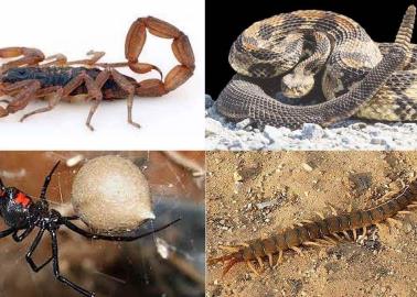 Con las lluvias salen víboras y animales ponzoñosos