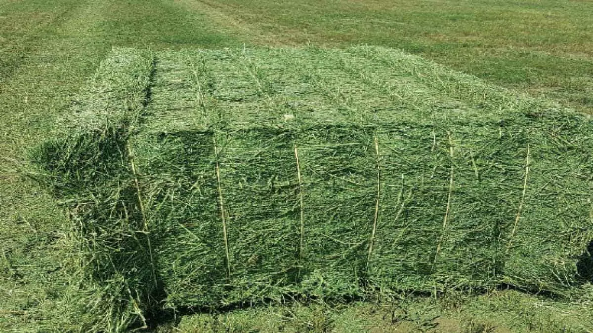 Alfalfa, mantiene precio y rendimiento