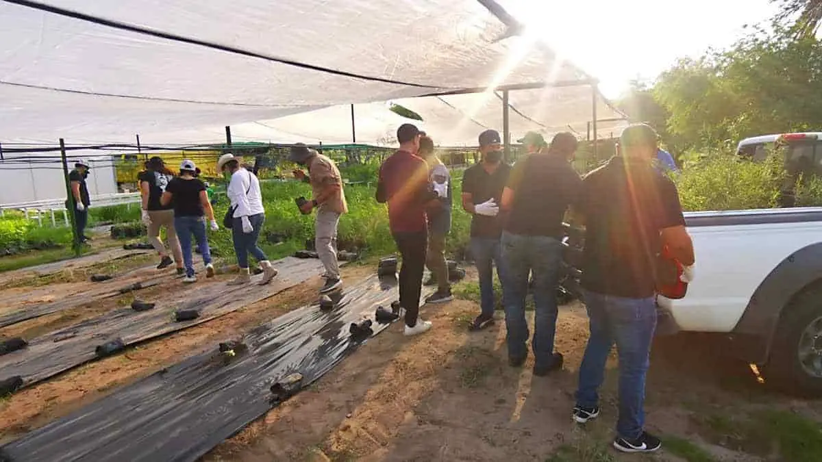 Regalan arbolitos para que los planten en sus hogares
