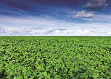 Sin afectaciones soya y ajonjolí Sin afectaciones soya y ajonjolí