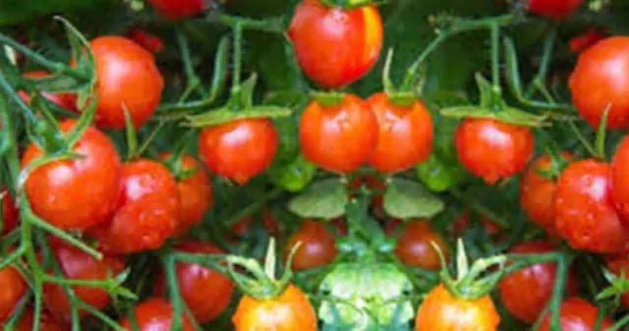Proyectan siembra de tomate en Sonora