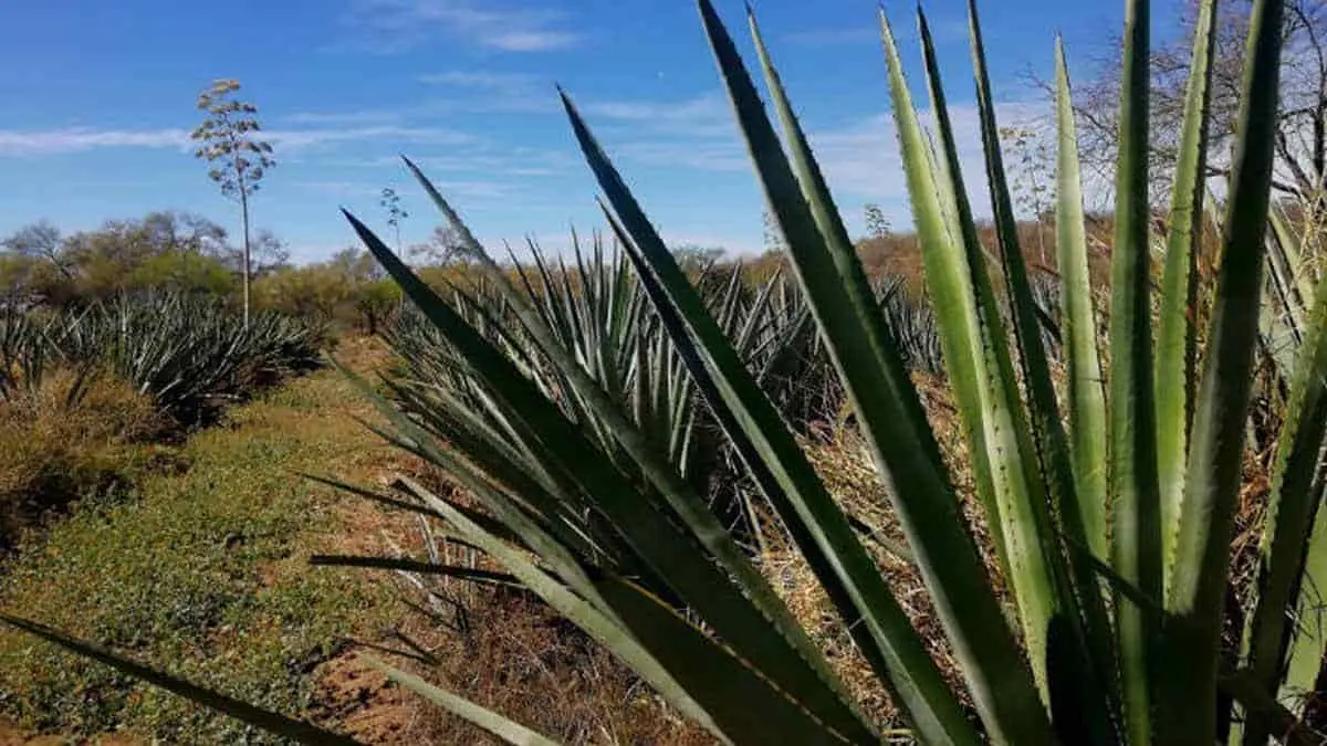 Buscan recuperar tierras para producir agave
