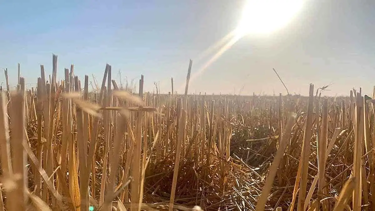 Trigo de Sonora es exportado a Argelia