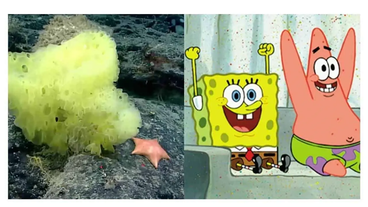 Comprueban la existencia real de Bob Sponja y Patricio Estrella
