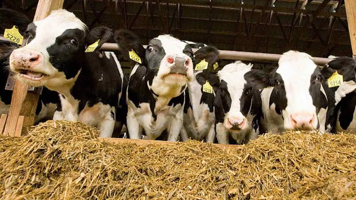 Sequía encarece el precio de granos para alimentar al ganado