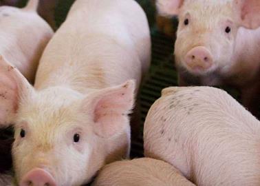 México se protege de peste porcina africana