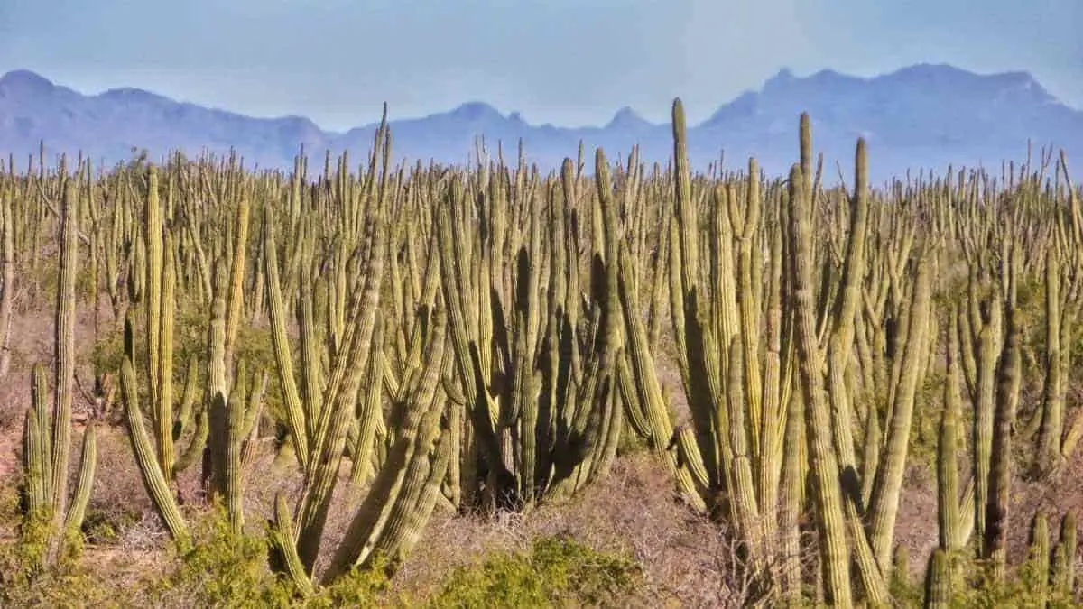 Urge proteger el bosque pitahayal más grande del mundo