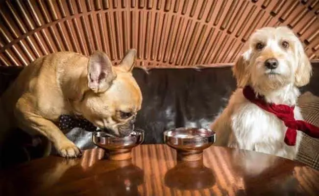 ¡GUAU!: Abren el primer bar para perros