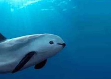 Fortalecen acuerdos para la conservación de la vaquita marina Fortalecen acuerdos para la conservación de la vaquita marina