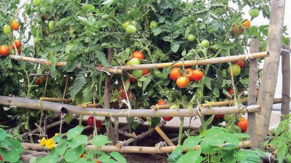 Impulsan agricultura sustentable