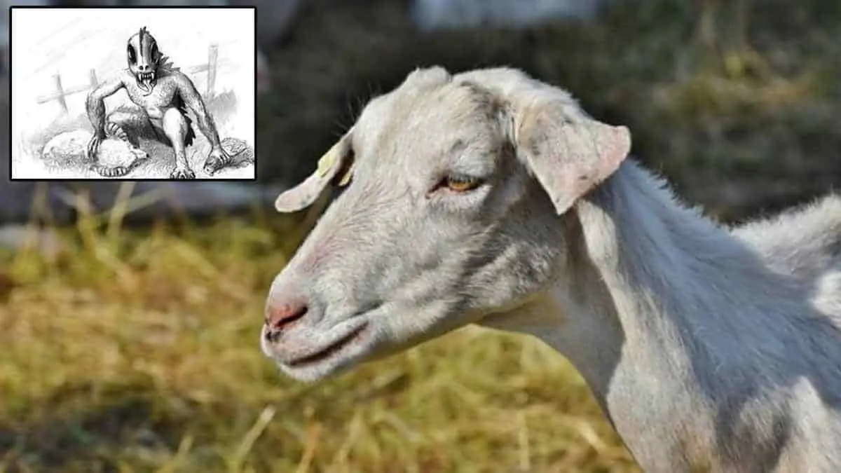Investigan muerte de cabras en Durango; creen que es el chupacabras