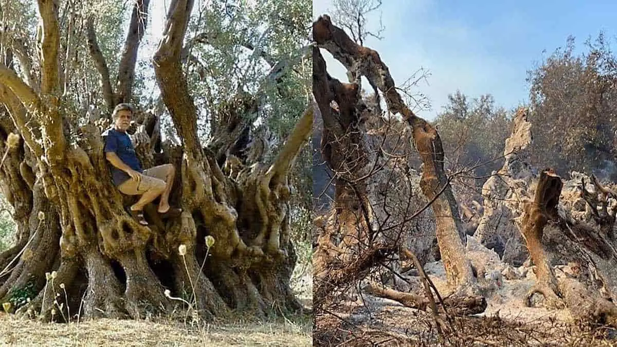 Incendio forestal en Grecia destruyen un olivo de 2,500 años de edad