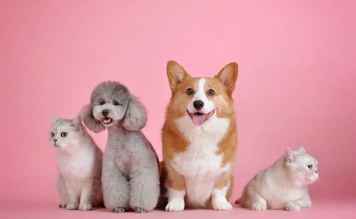 Tinder para mascotas