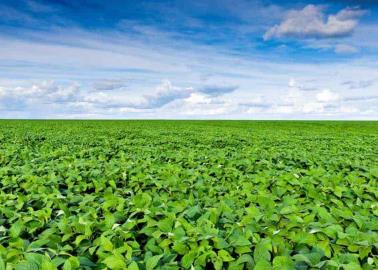 Lluvias, benefician cultivos Lluvias, benefician cultivos