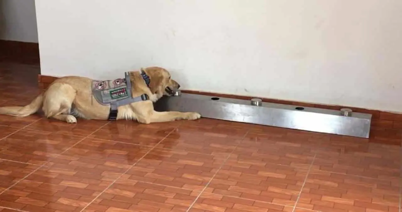 ¿Cómo detectan los perros el COVID-19?