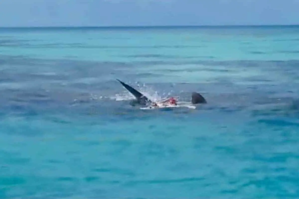 VIDEO. Tiburón devora a pescador en Yucatán