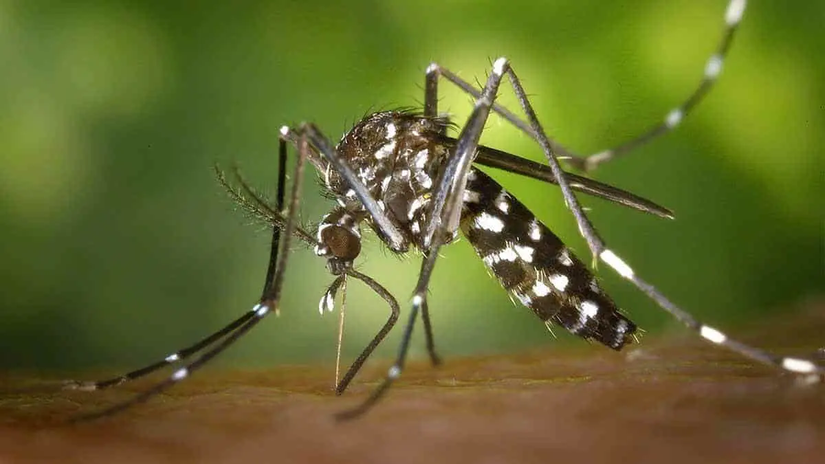 Proliferan los mosquitos