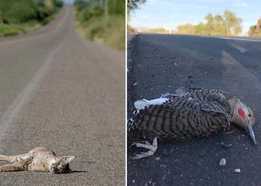 Buscan sea frenada la muerte de fauna Buscan sea frenada la muerte de fauna