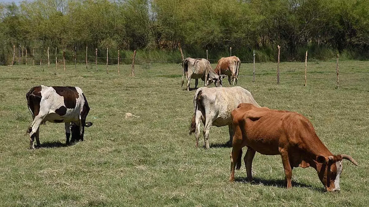 Frenan mortandad de ganado en el sur de Sonora