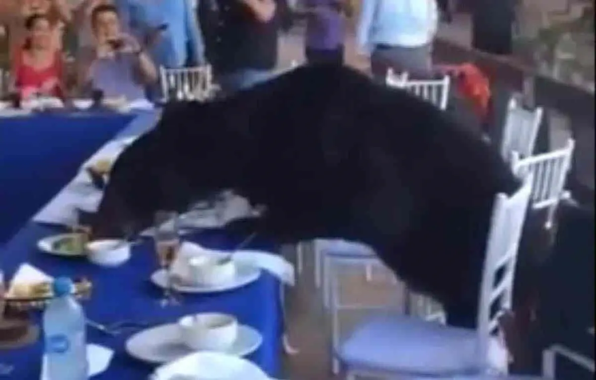 Oso irrumpe fiesta y se da un festín