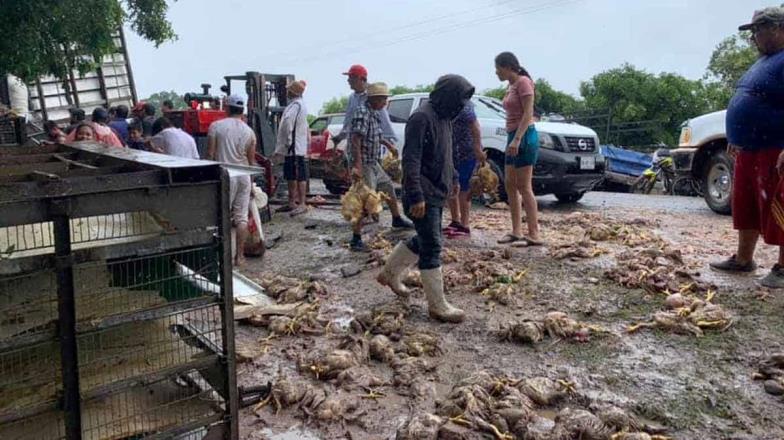 ¡Para el mole!: rapiñan pollos en Sinaloa de camión accidentado