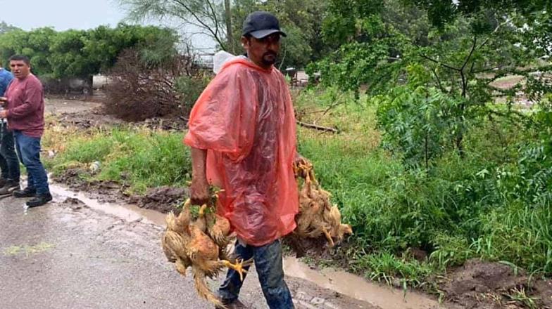 ¡Para el mole!: rapiñan pollos en Sinaloa de camión accidentado