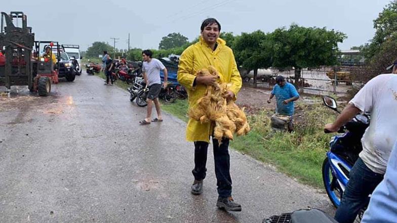 ¡Para el mole!: rapiñan pollos en Sinaloa de camión accidentado