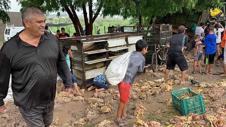 ¡Para el mole!: rapiñan pollos en Sinaloa de camión accidentado