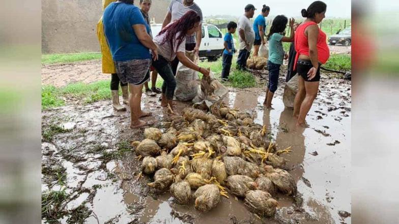 ¡Para el mole!: rapiñan pollos en Sinaloa de camión accidentado